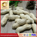 Hot Sale New Crop Roasted Peanut in Shell From Shandong